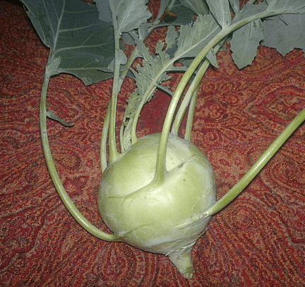 This is a picture of Kohlrabi from Wikipedia. The entry "alien" also directs there. (kidding)