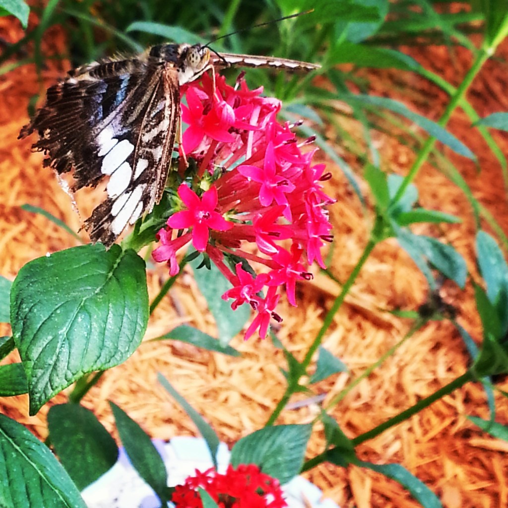 We saw some gorgeous butterflies in the steamy Butterfly House.