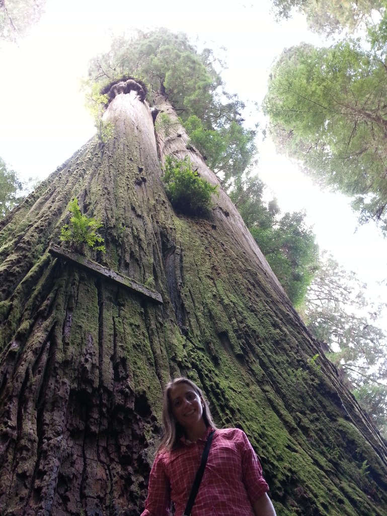 redwood forest