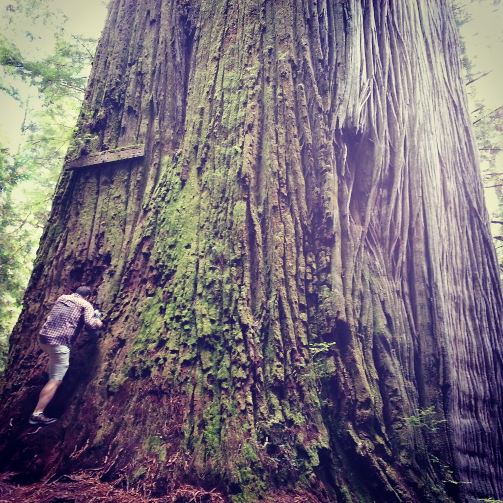 B climbing the Boy Scout Tree