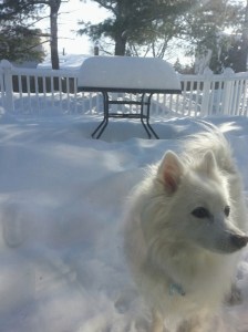 How can you say no to walking this cute face?