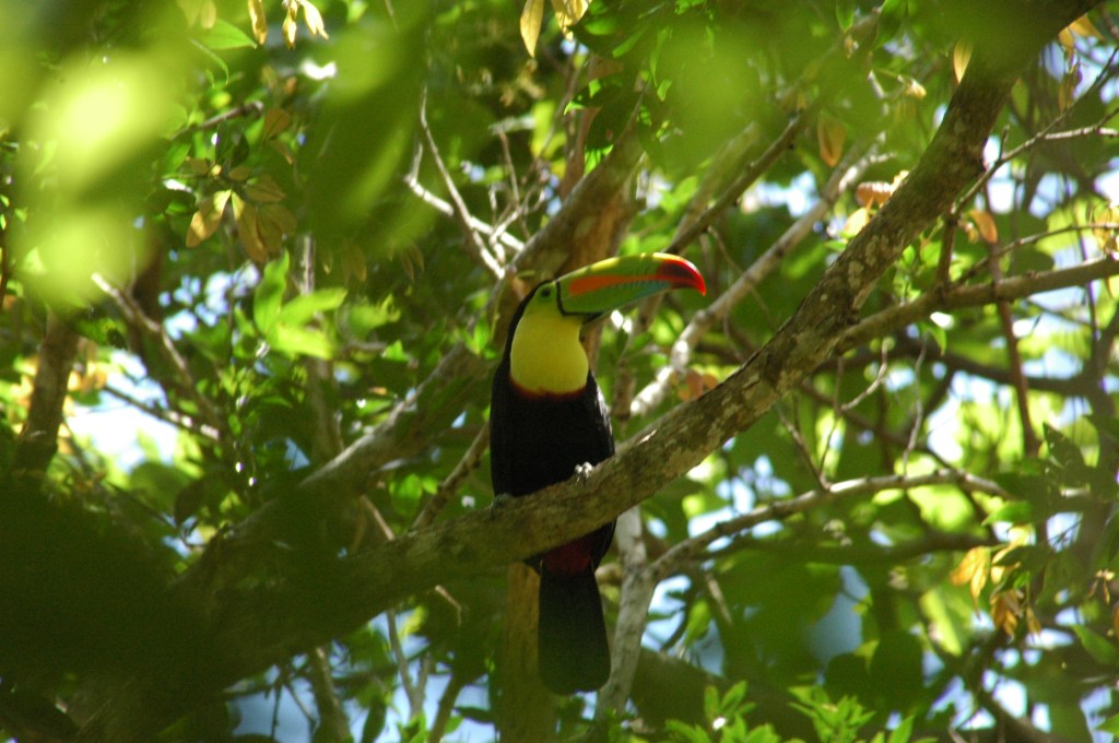 We saw toucans!