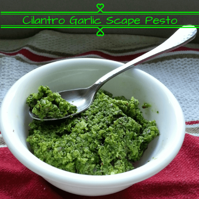 Cilantro Garlic Scape Pesto