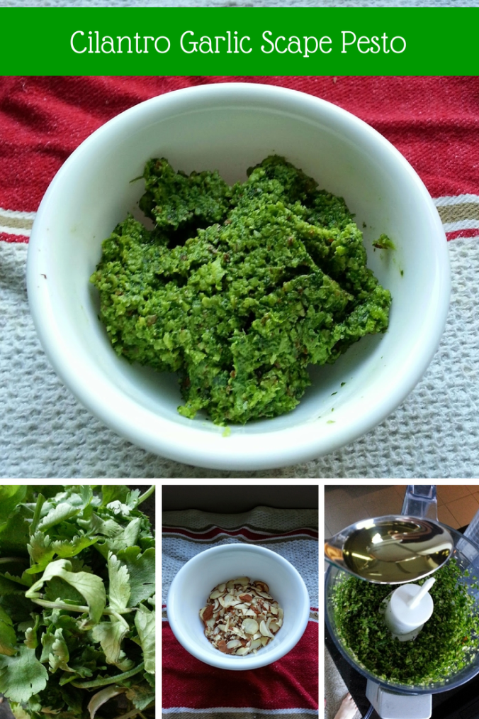 Cilantro Garlic Scape Pesto