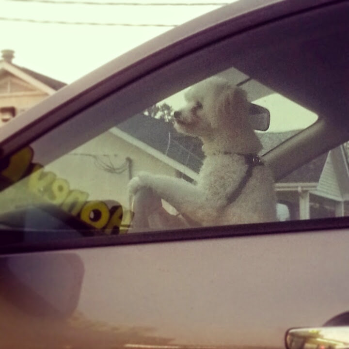 Wait ... is that doggie driving