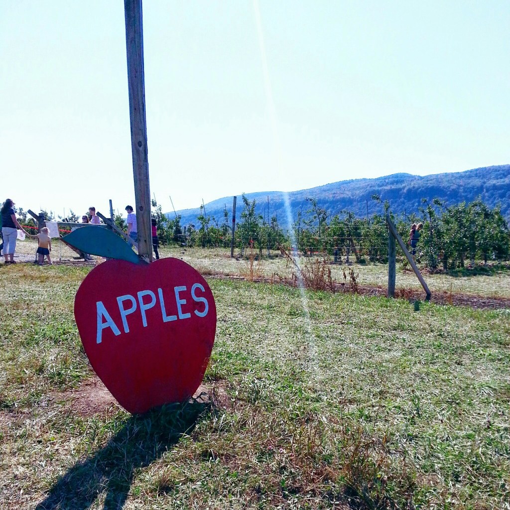 indian ladder farms apple picking in upstate new york