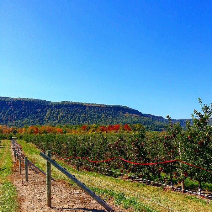 indian ladder farms apple picking in upstate new york