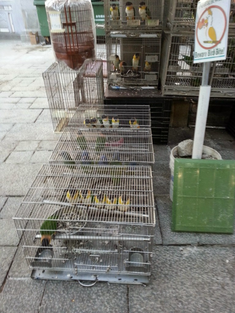one of the many bird cages on this street in kowloon