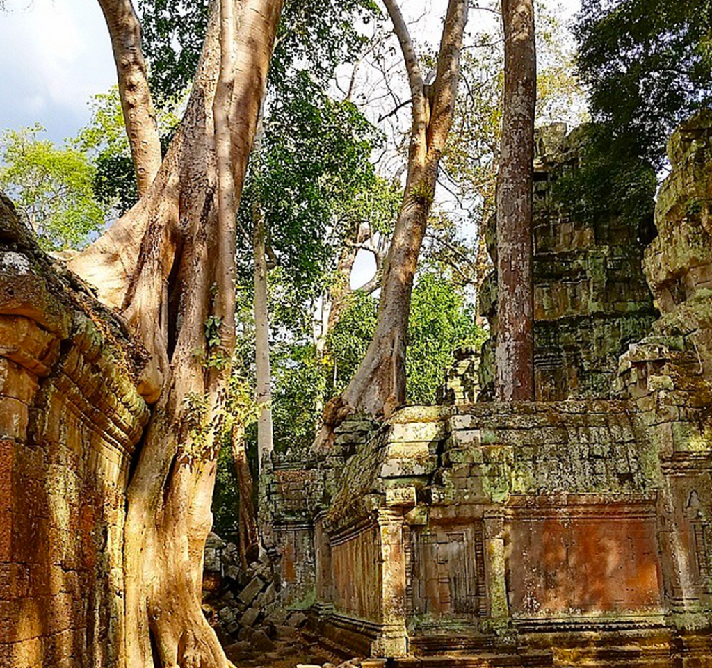 trees at Ta Prohm