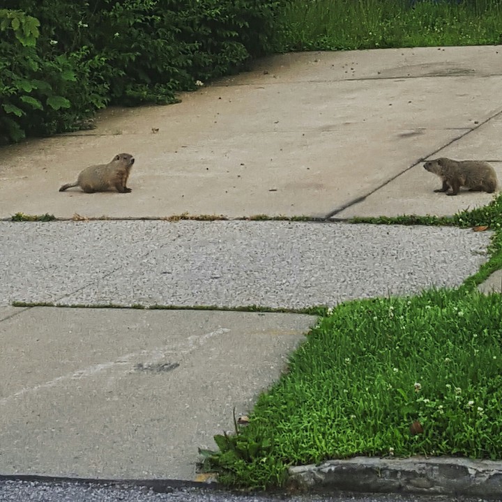 Nature! Seen on the run.