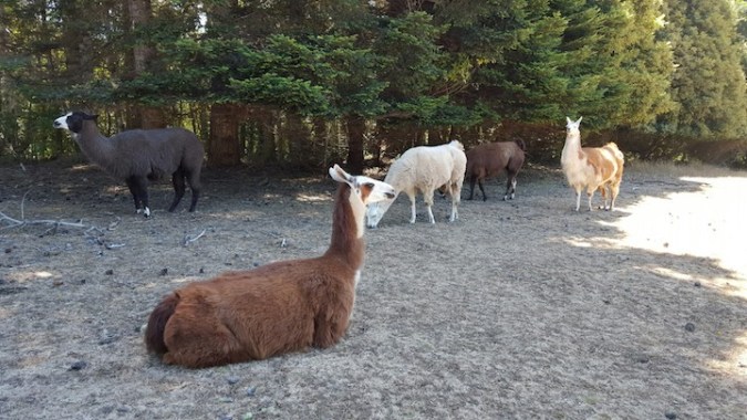 llamas on the property!