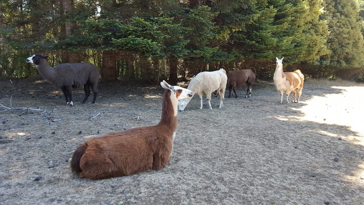 llamas on the property!