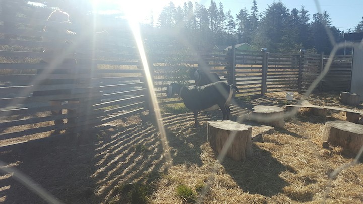 Peanut Butter and Jelly, the goats!