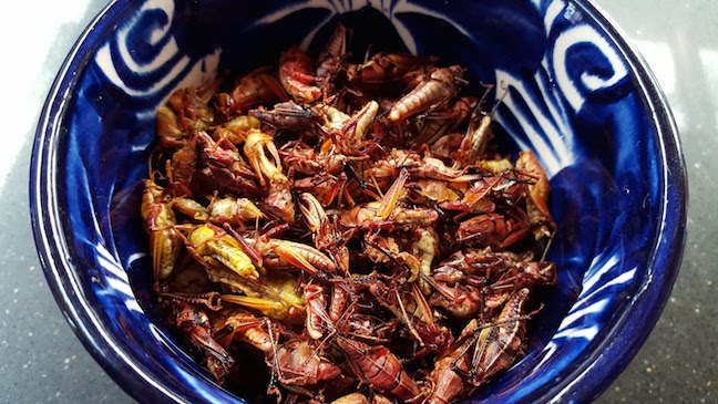 grasshoppers up close.