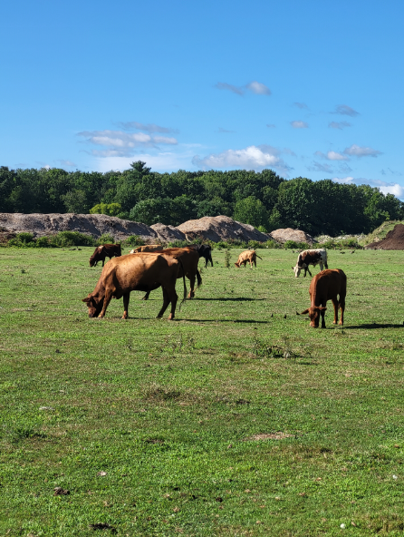 cows running