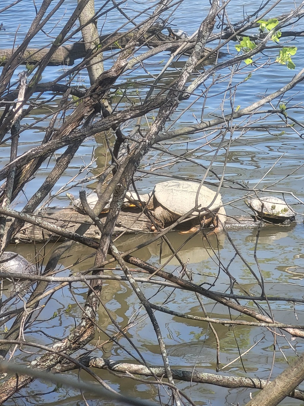 Injured but I can&nbsp;run!